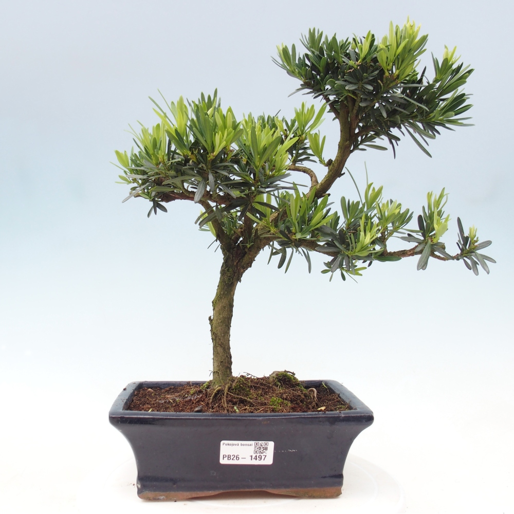 Salle bonsaï - Podocarpus - If en pierre