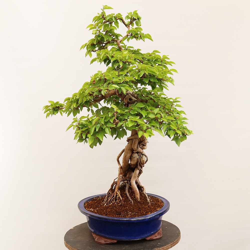 Bonsaï d'extérieur -Carpinus Coreana - Charme de Corée