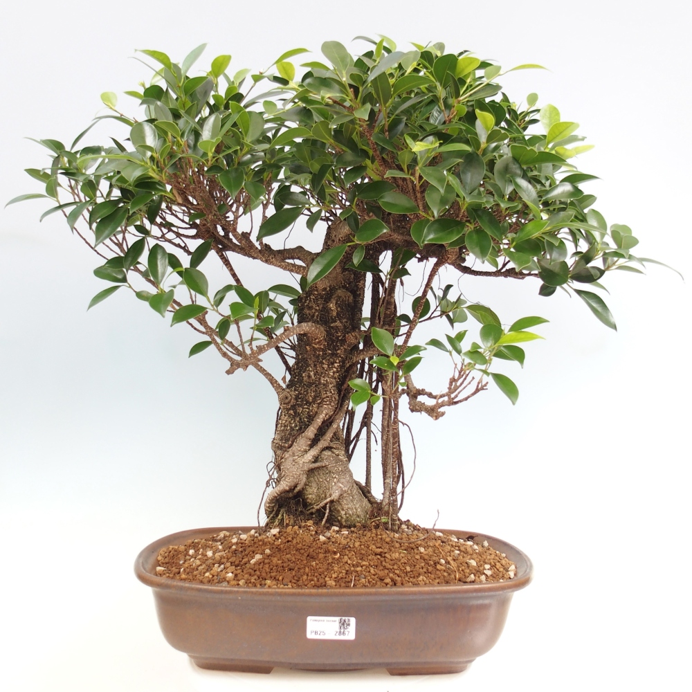 Bonsaï de chambre - Ficus kimmen - ficus à petites feuilles - ENLEVEMENT PERSONNEL UNIQUEMENT ou transport sur palette