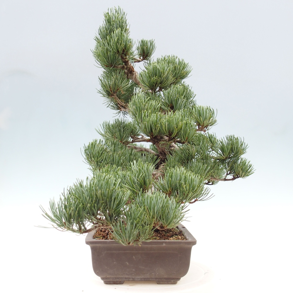 Bonsaï d'extérieur - Pinus parviflora - Pinus parviflora