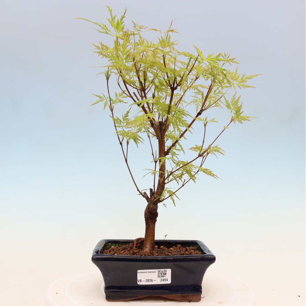 Bonsaï d'extérieur - Acer palmatum Dissectum