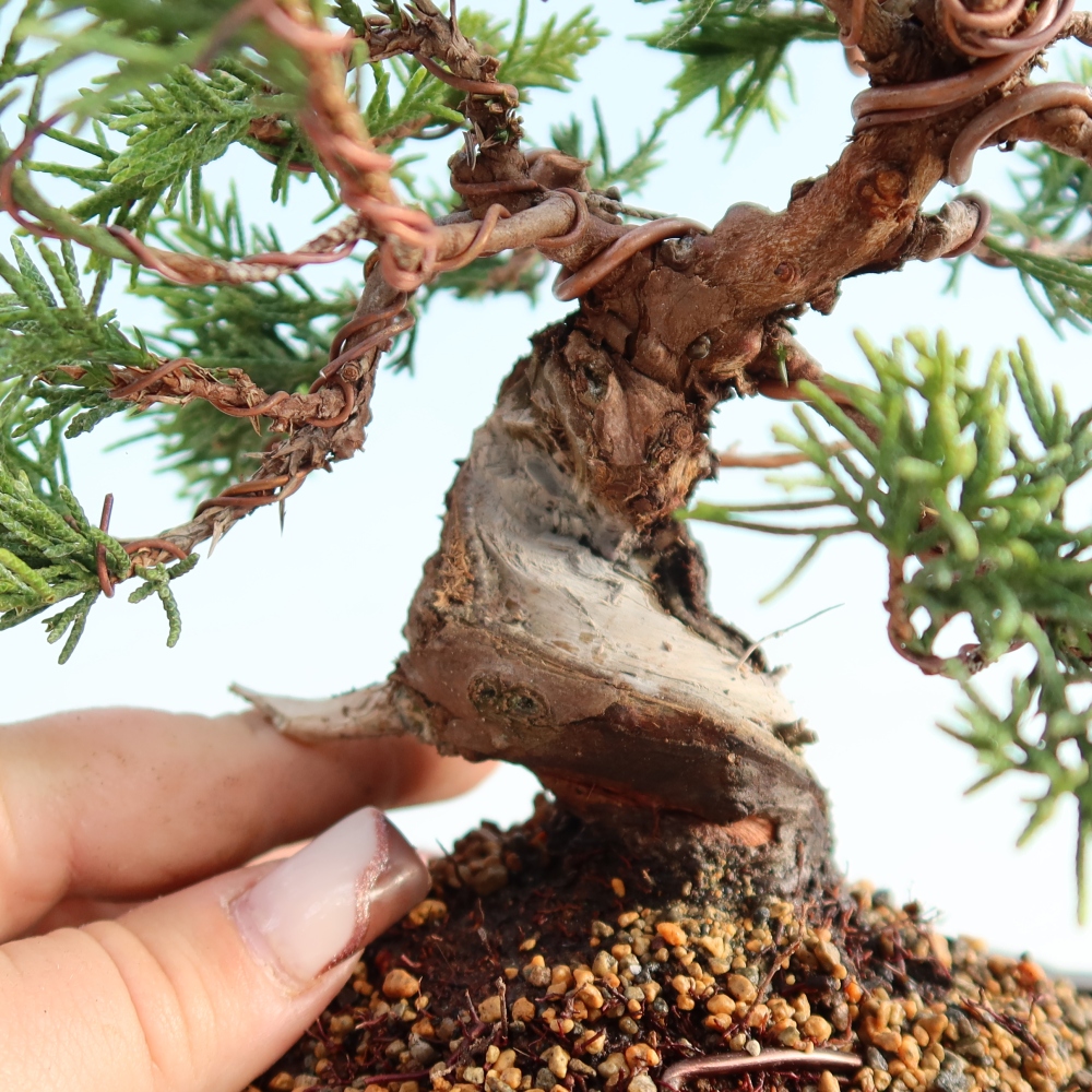 Bonsaï d'extérieur - Juniperus chinensis Itoigawa