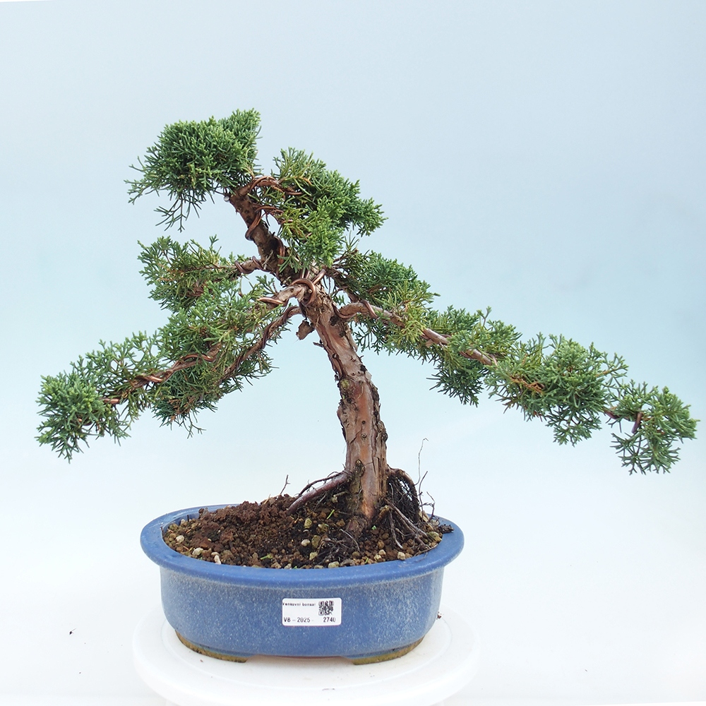 Bonsaï d'extérieur - Juniperus chinensis Kishu