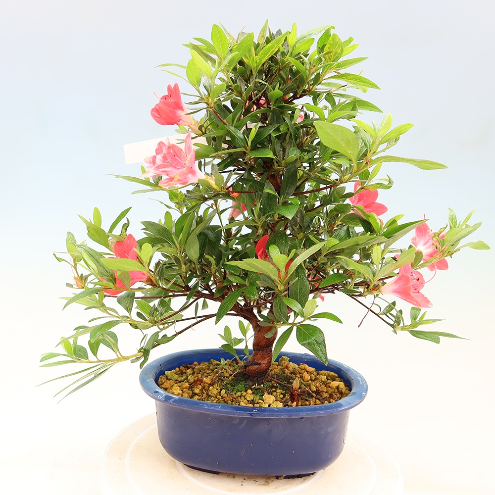 Bonsaï d'extérieur - Azalée japonaise - Azalea Beniko