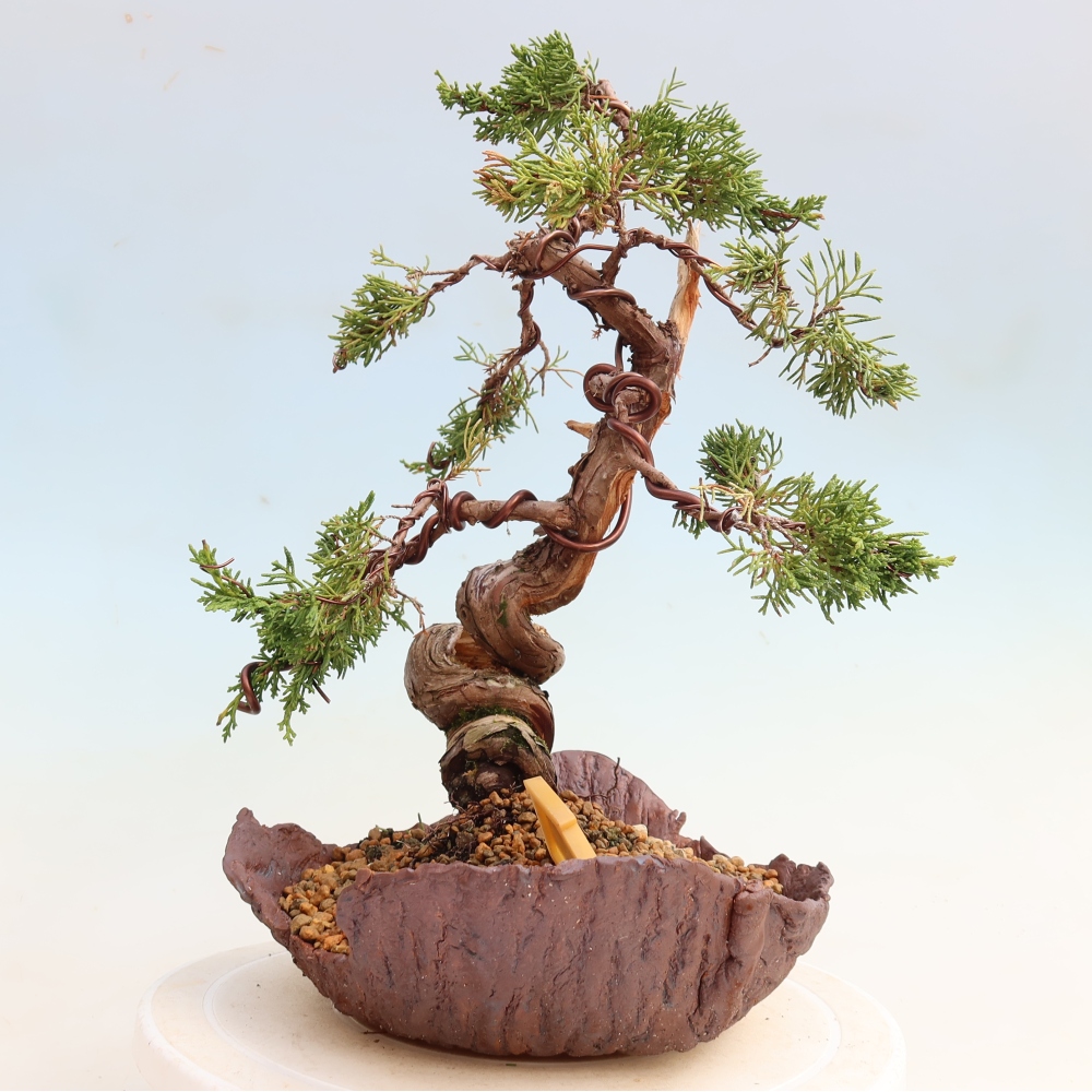 Bonsaï d'extérieur - Juniperus chinensis Itoigawa-Juniperus chinensis