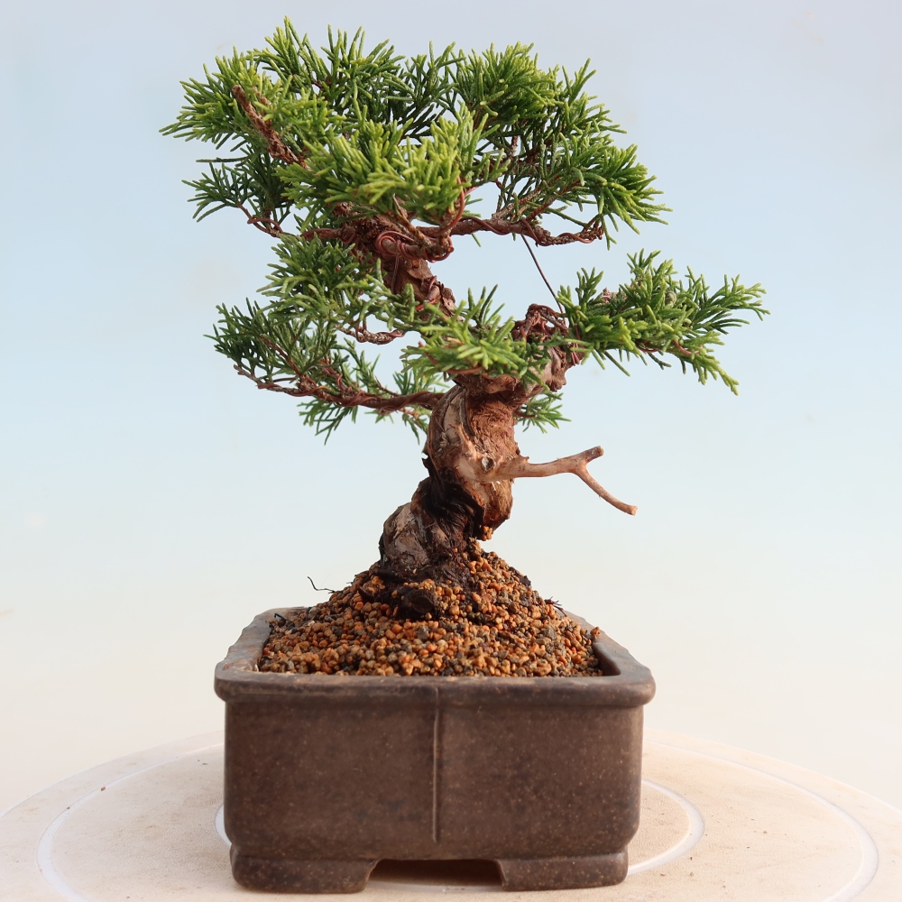 Bonsaï d'extérieur - Juniperus chinensis Itoigawa