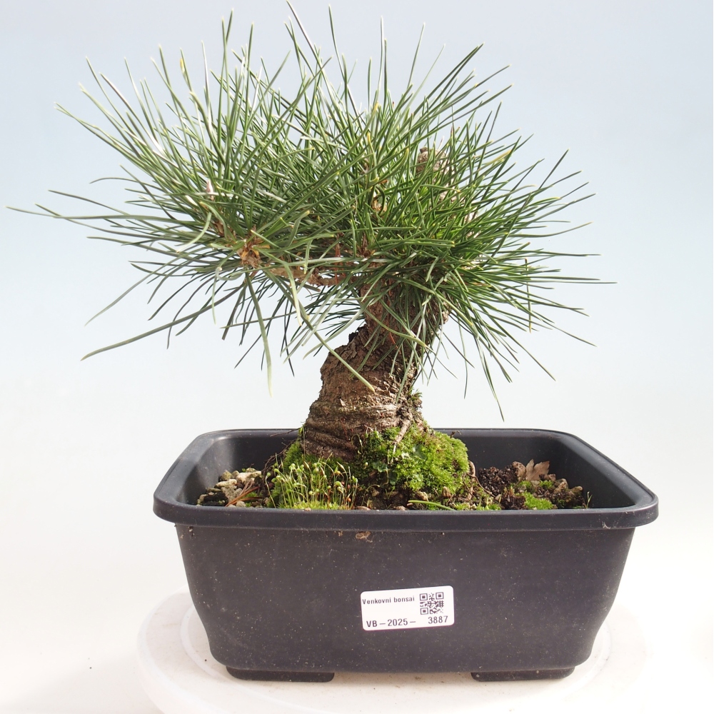 Bonsaï d'extérieur - Pinus thunbergii - Pin de Thunberg