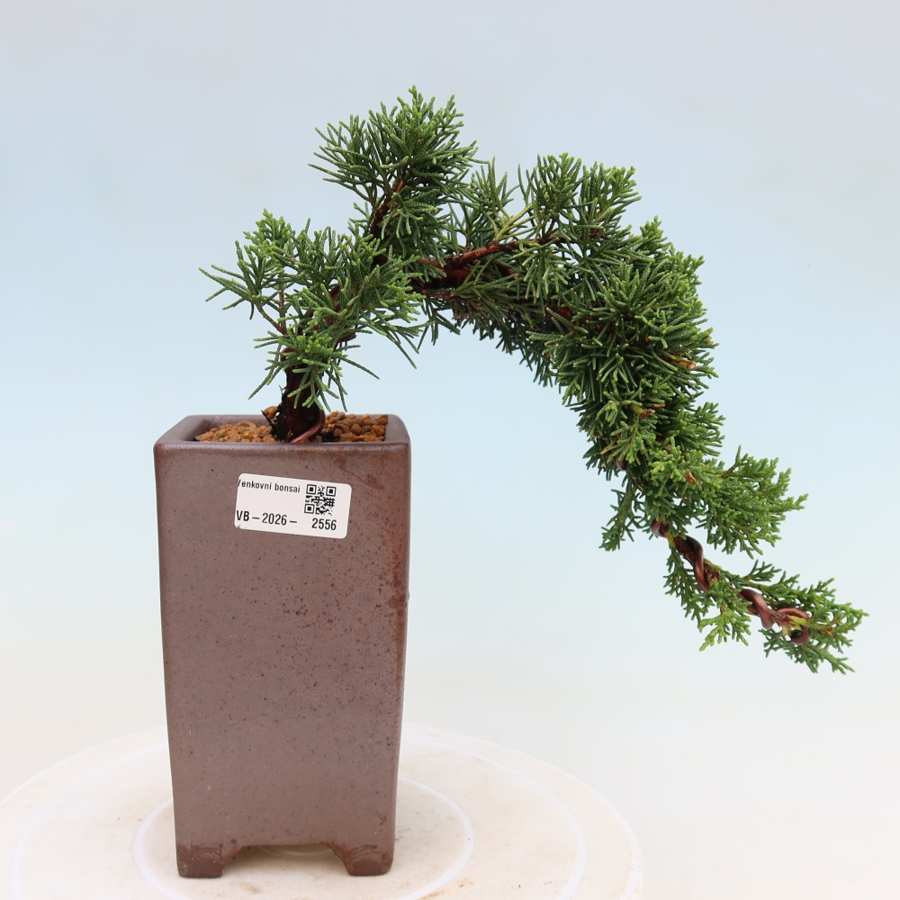 Bonsaï d'extérieur - Juniperus chinensis Kishu