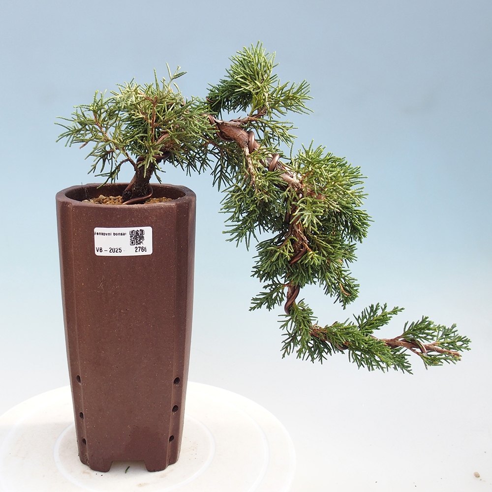 Bonsaï d'extérieur - Juniperus chinensis Kishu