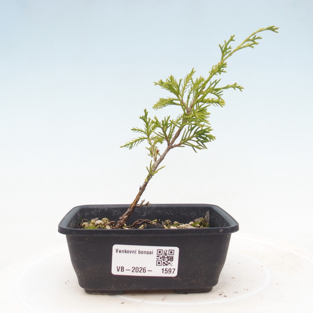 Bonsaï d'extérieur - Juniperus chinensis Itoigawa