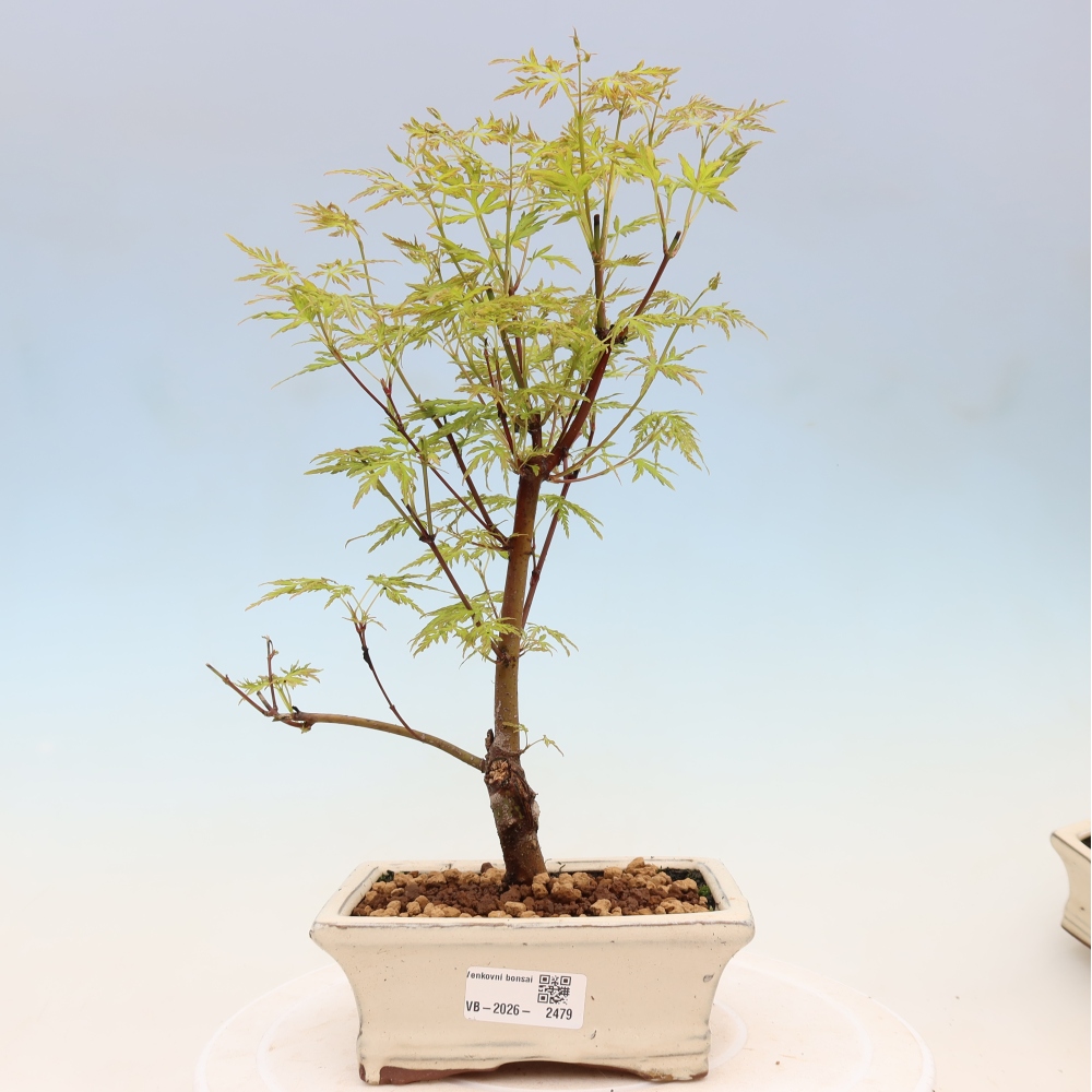 Bonsaï d'extérieur - Acer palmatum Dissectum