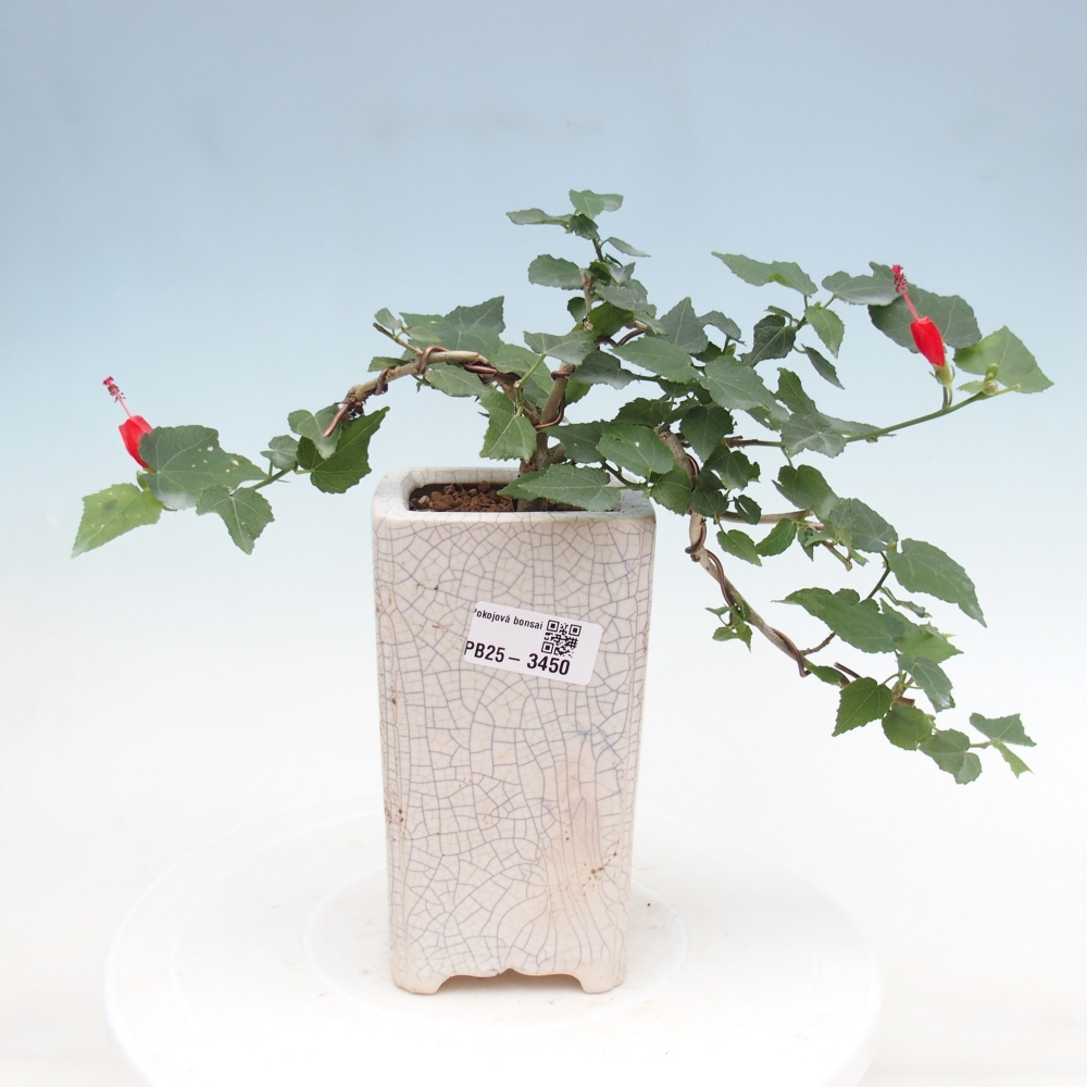 Bonsaï d'intérieur - Malvaviscus arboreus