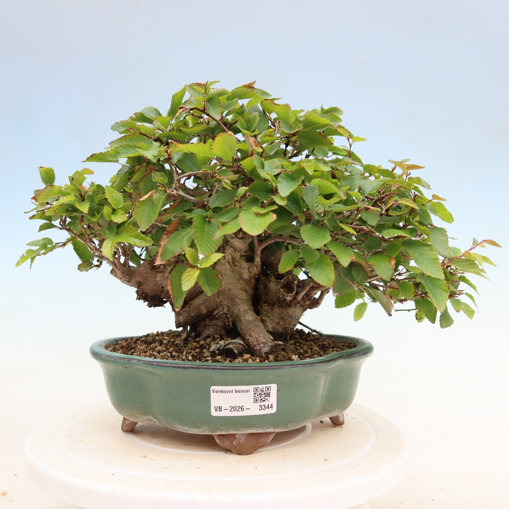 Bonsaï d'extérieur -Carpinus Coreana - Charme de Corée