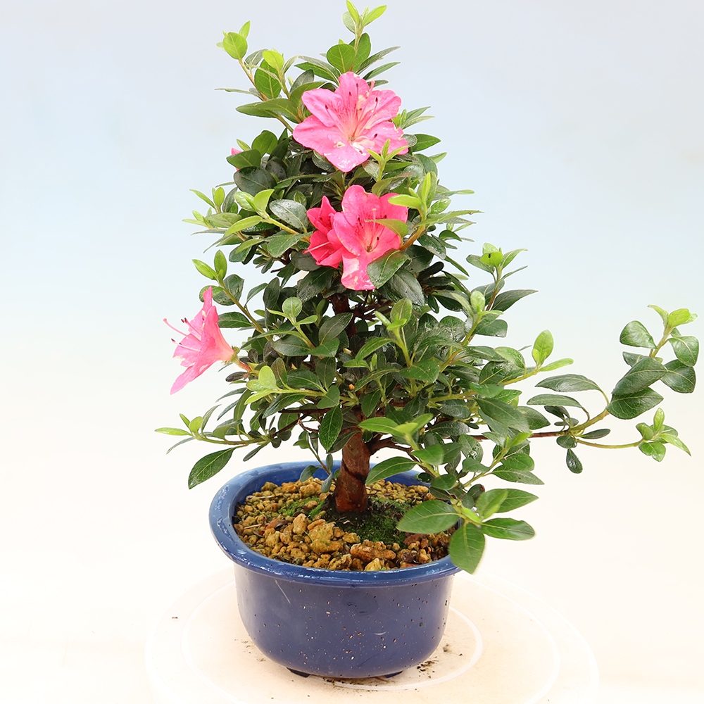 Bonsaï d'extérieur - Azalée japonaise - Azalea Kobai