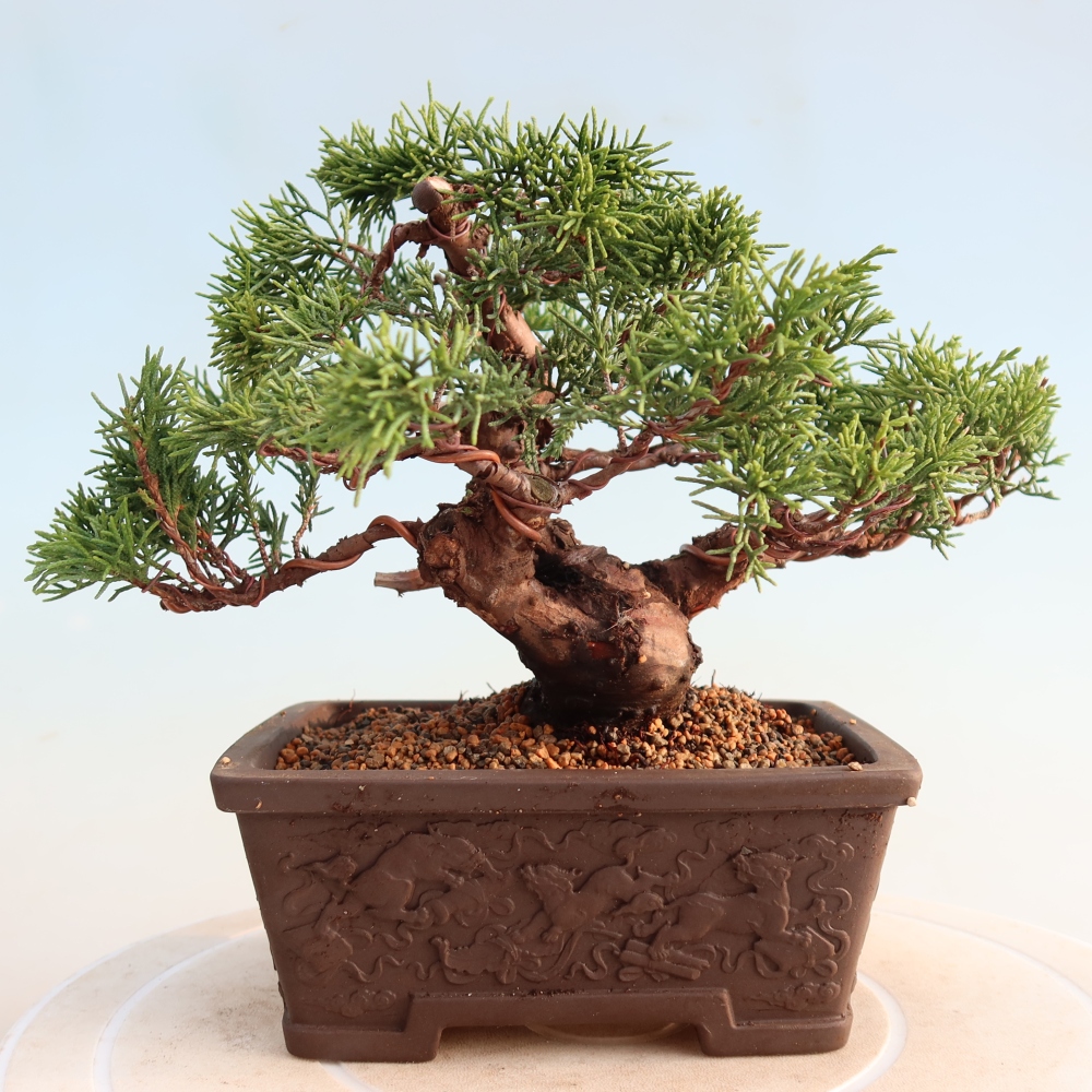 Bonsaï d'extérieur - Juniperus chinensis Itoigawa