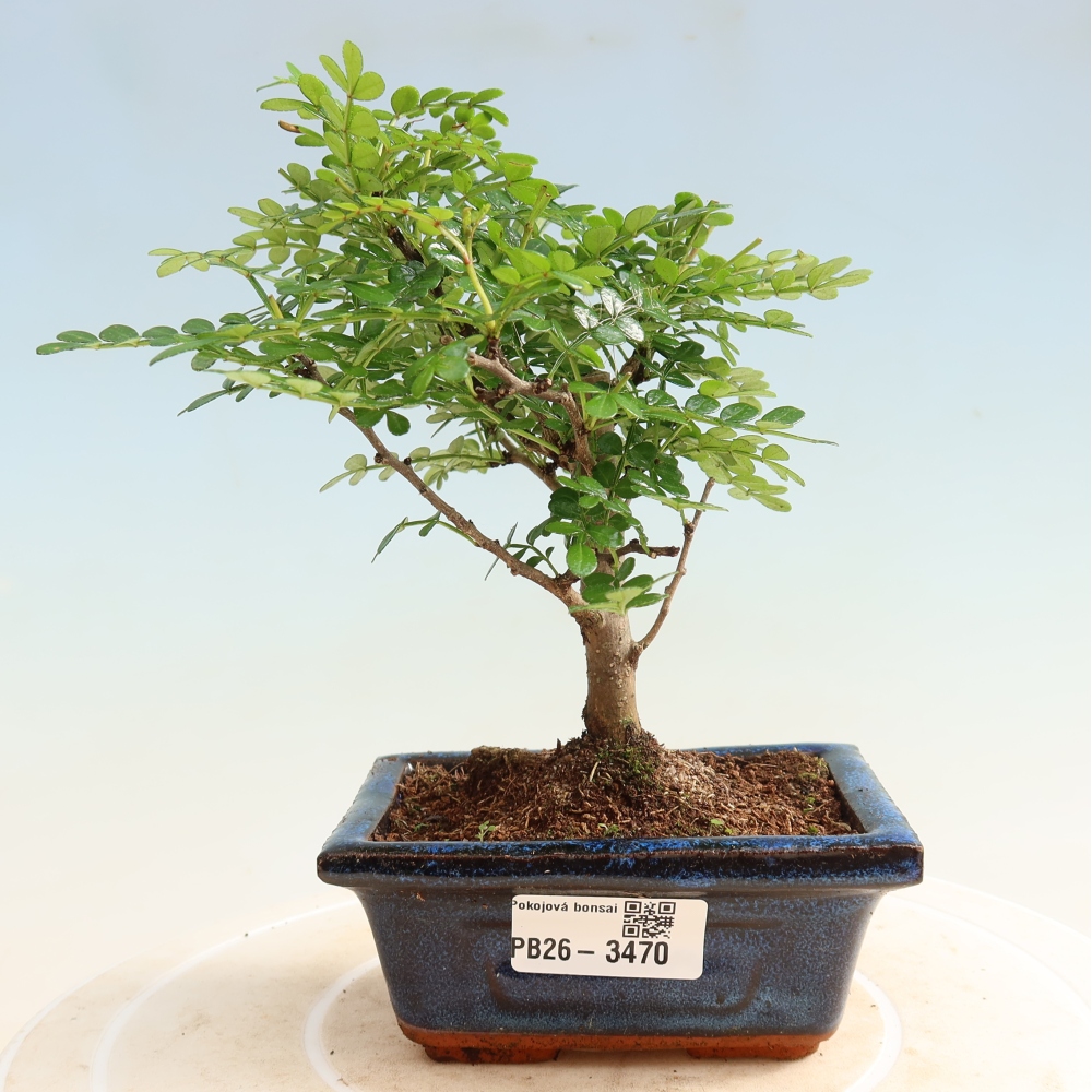Salle bonsaï - Zantoxylum piperitum - arbre à poivre