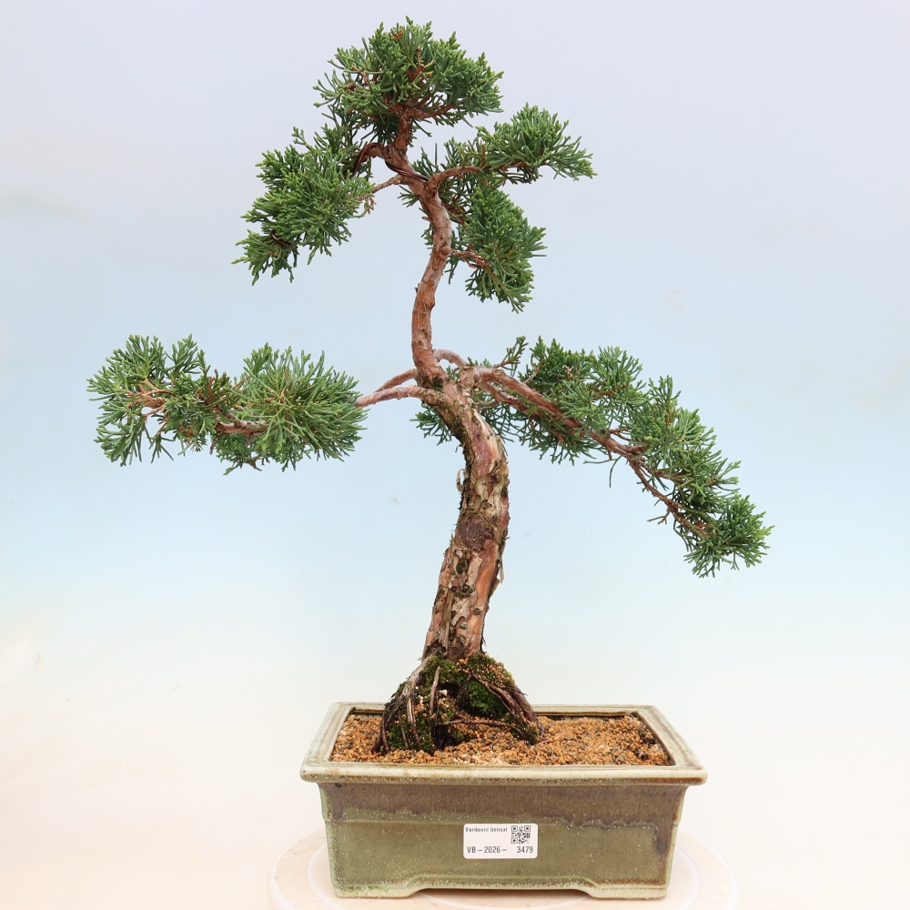 Bonsaï d'extérieur - Juniperus chinensis Kishu