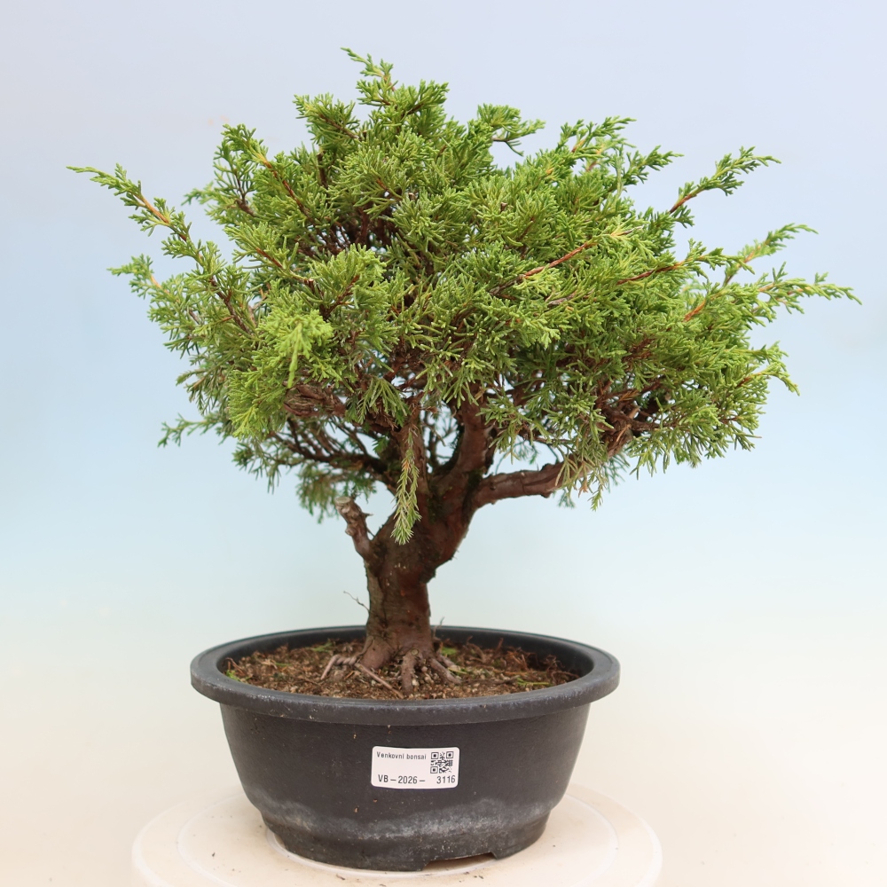 Bonsaï d'extérieur - Juniperus chinensis Itoigawa-Juniperus chinensis