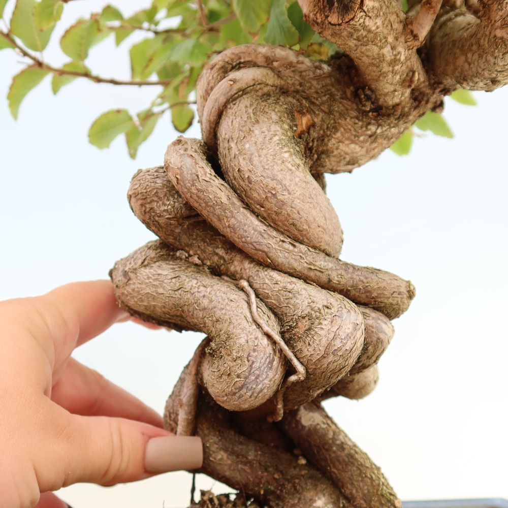 Bonsaï d'extérieur -Carpinus CARPINOIDES - Charme de Corée