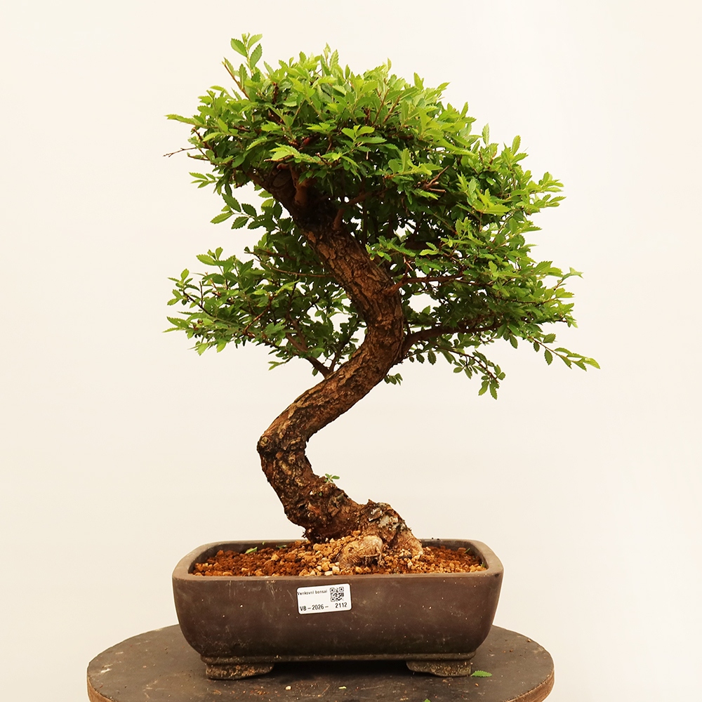 Bonsaï d'extérieur - Zelkova - Zelkova NIRE