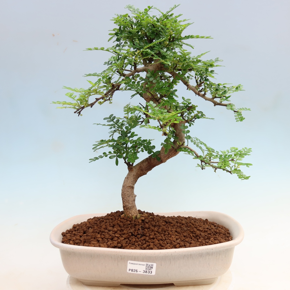 Salle bonsaï - Zantoxylum piperitum - arbre à poivre