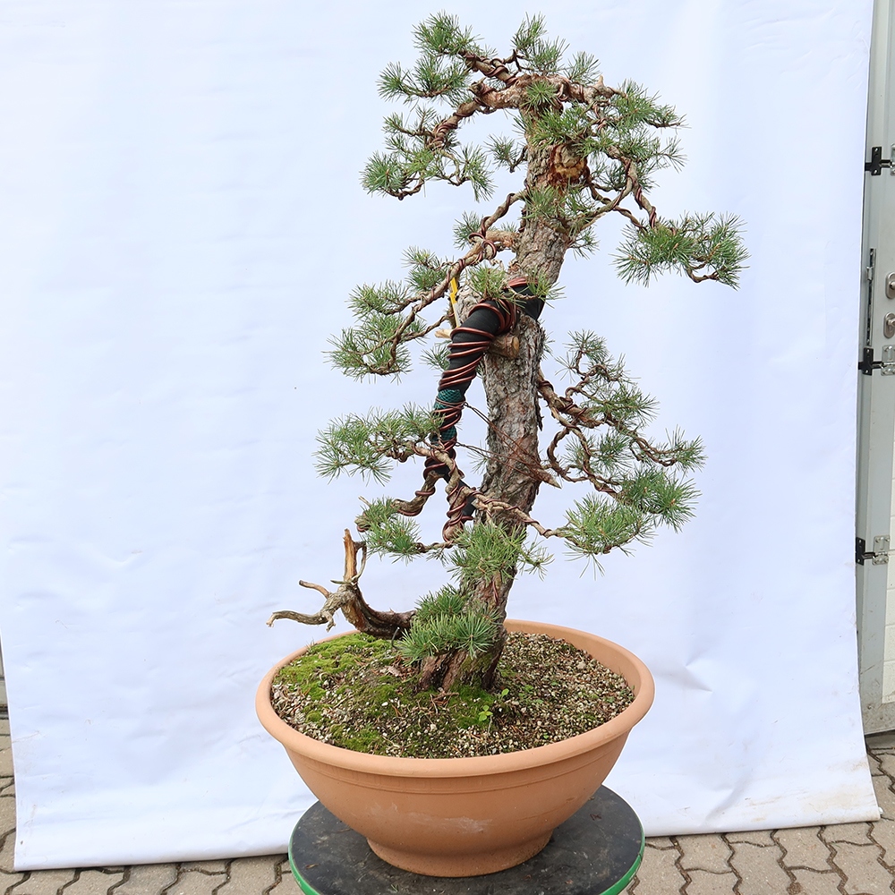 Pinus sylvestris Espagne - pin sylvestre