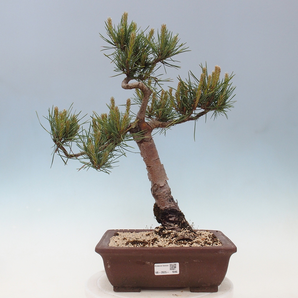 Bonsaï d'extérieur - Pinus Sylvestris Watererri - Pin sylvestre