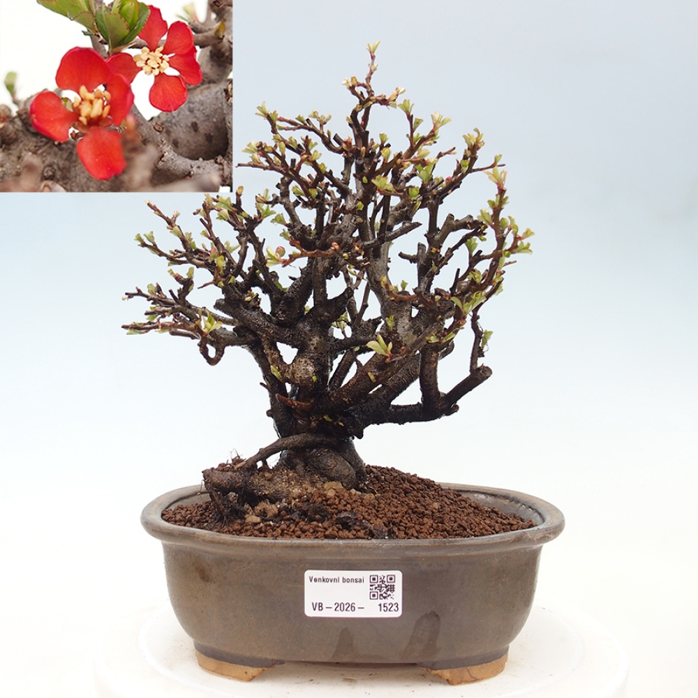 Bonsaï d'extérieur - Chaneomeles speciosa - Coing