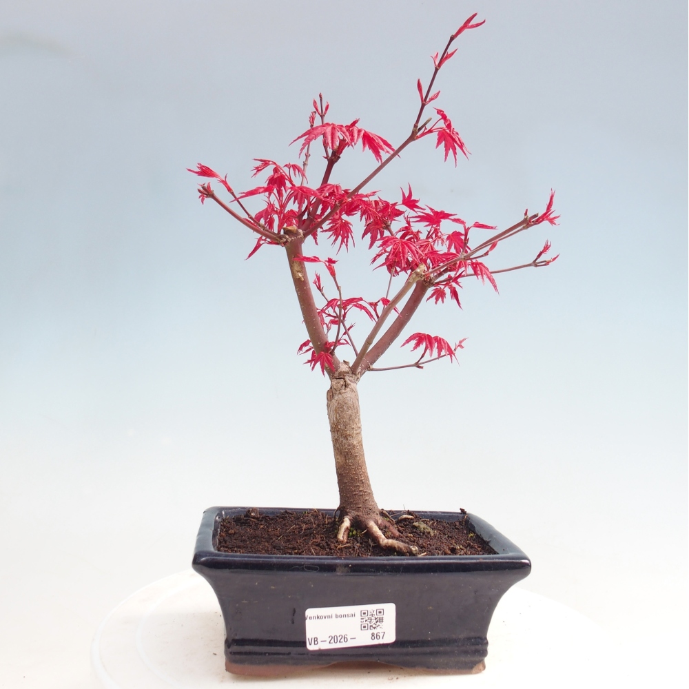 Bonsaï d'extérieur - Acer palmatum DESHOJO