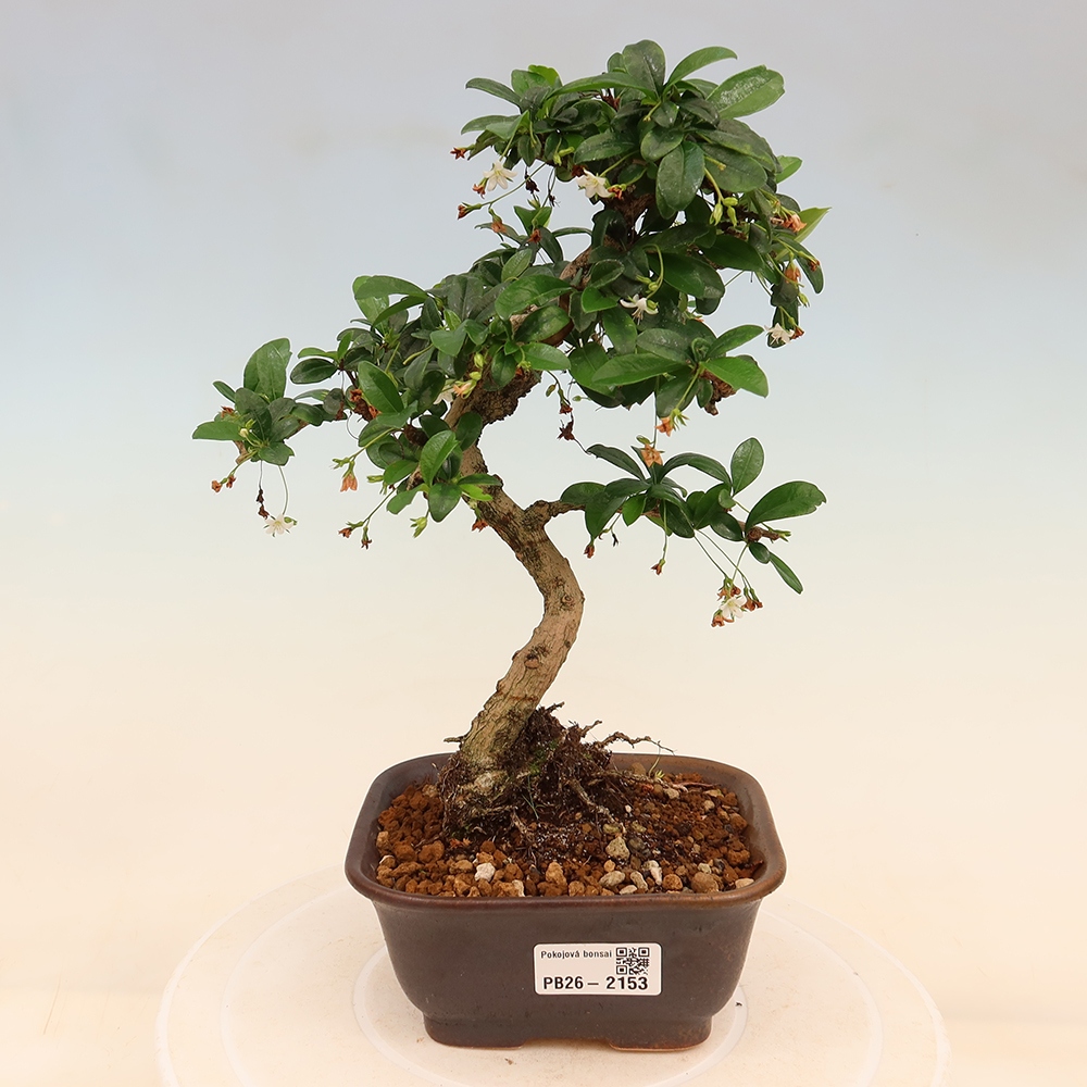 Bonsaï de chambre - Carmona macrophylla - Tea fuki