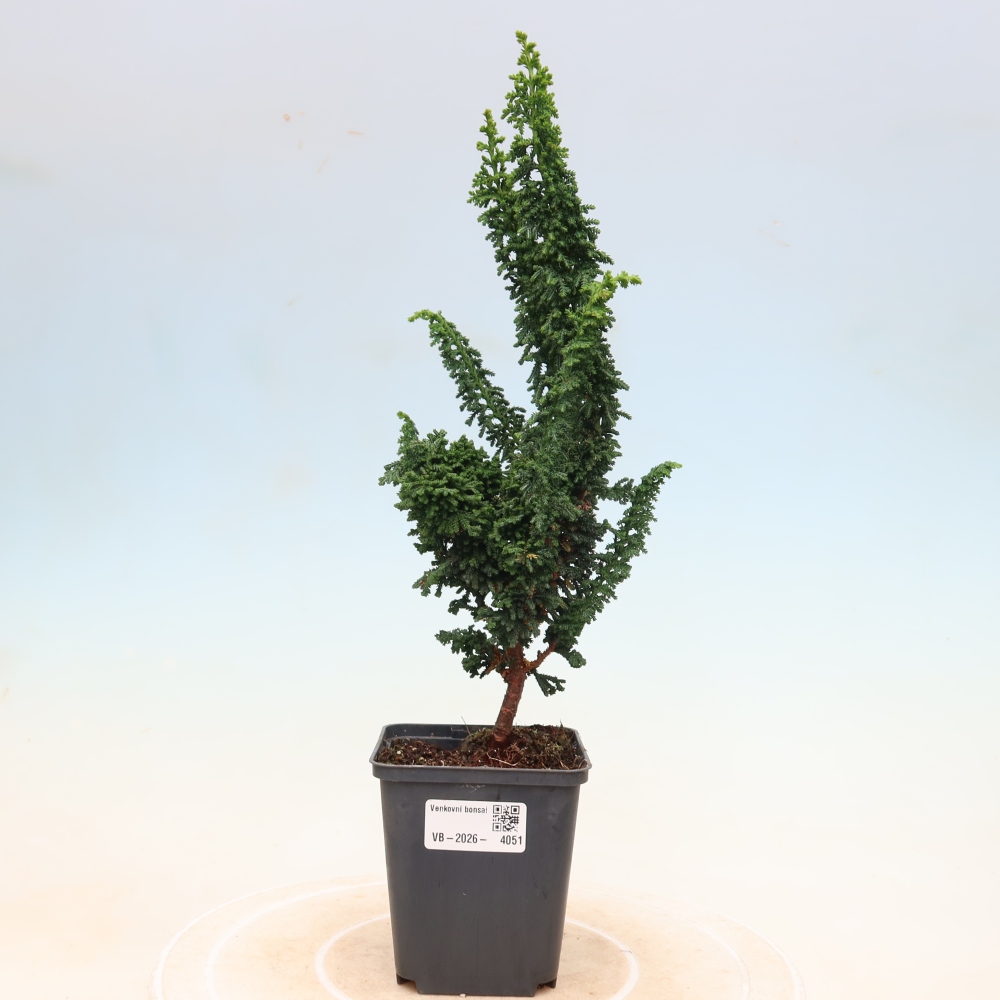 Bonsaï d'extérieur - Cham. obtusa SEKKA HINOKI - Cyprès