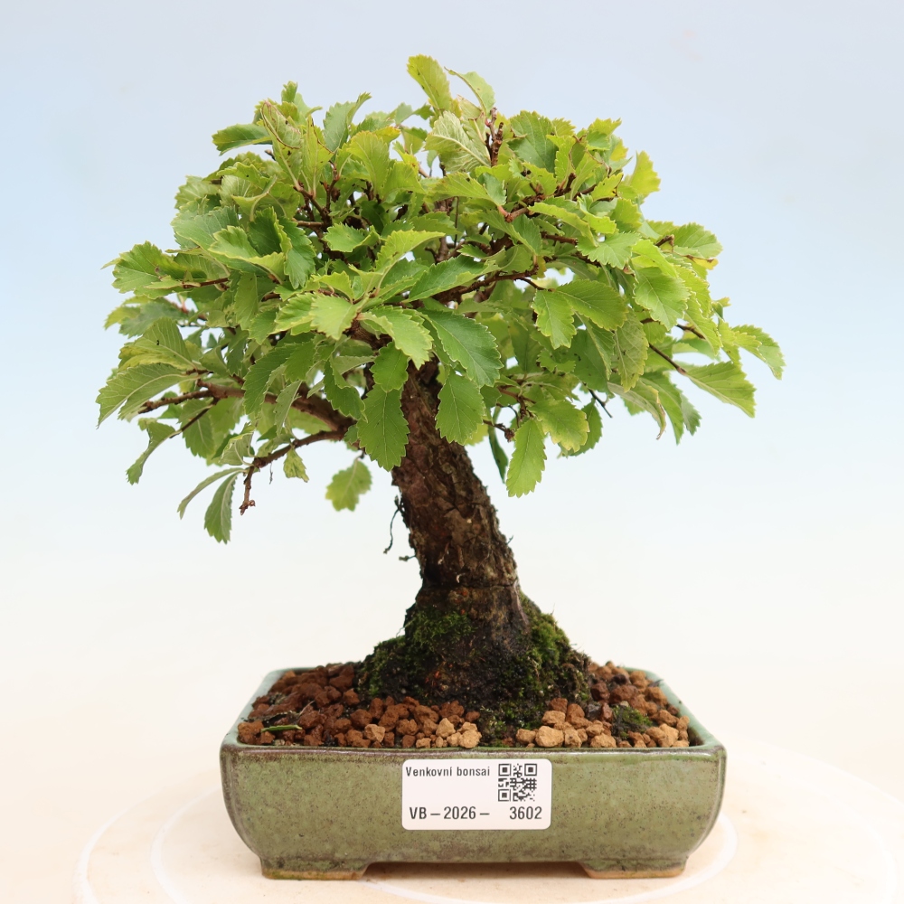 Bonsaï d'extérieur - Zelkova - Zelkova NIRE