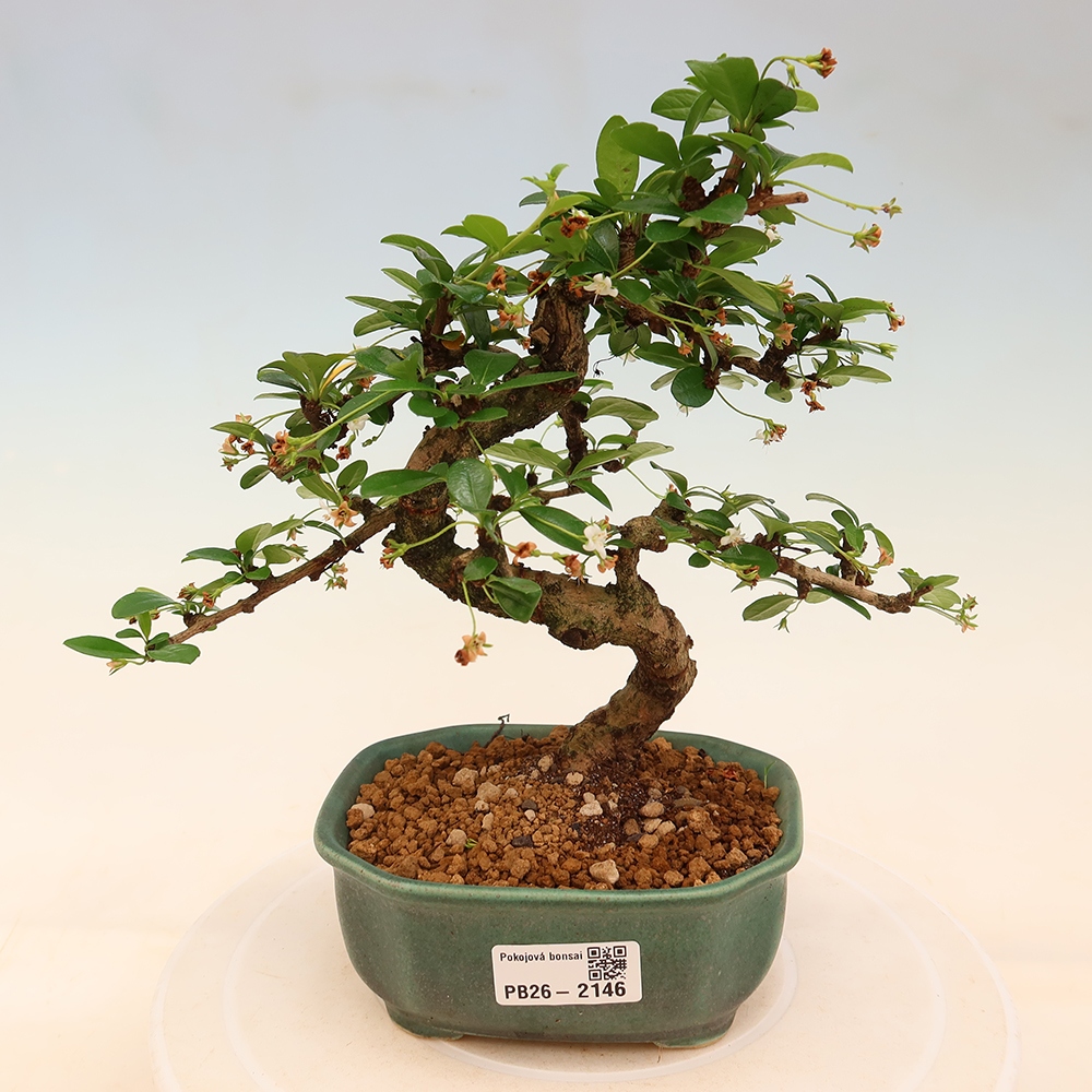 Bonsaï de chambre - Carmona macrophylla - Tea fuki