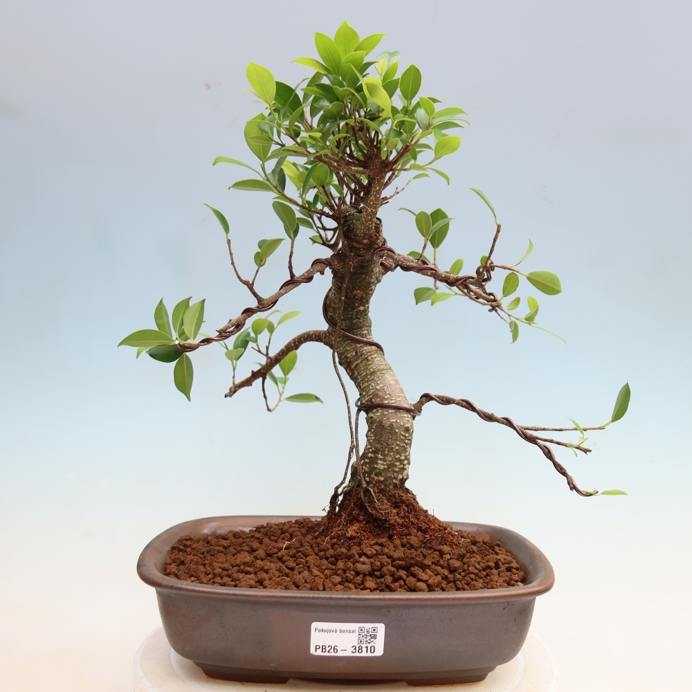 Salle bonsaï - Ficus kimmen - ficus à petites feuilles