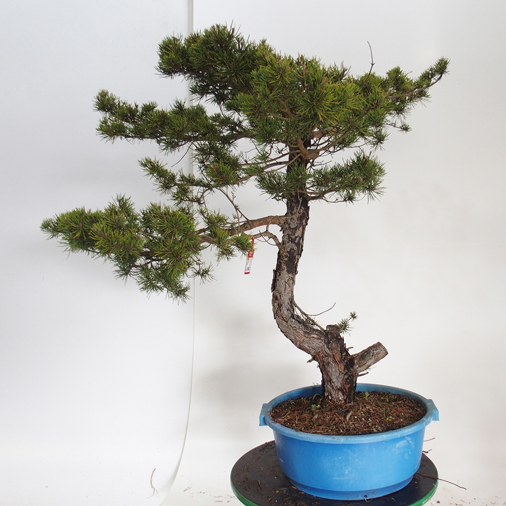 Yamadori - Pinus sylvestris Espagne