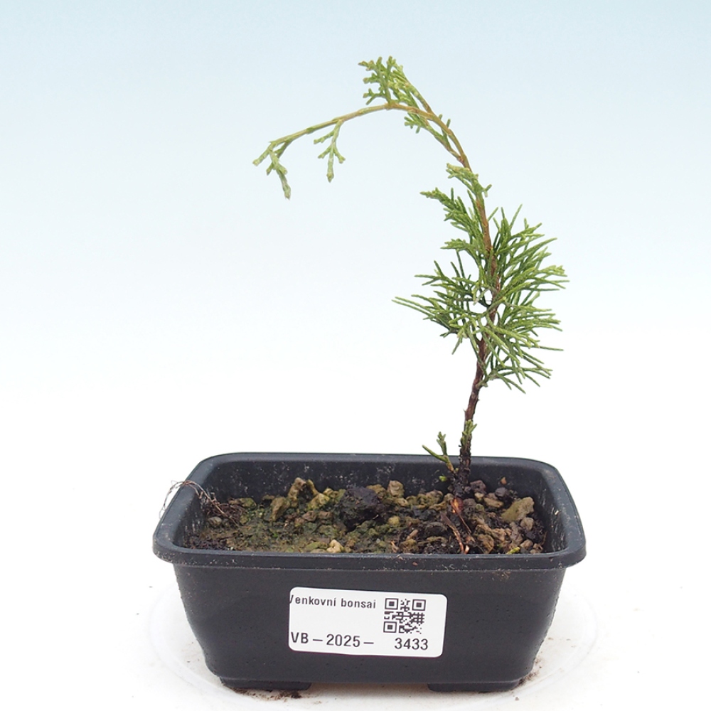 Bonsaï d'extérieur - Juniperus chinensis Itoigawa