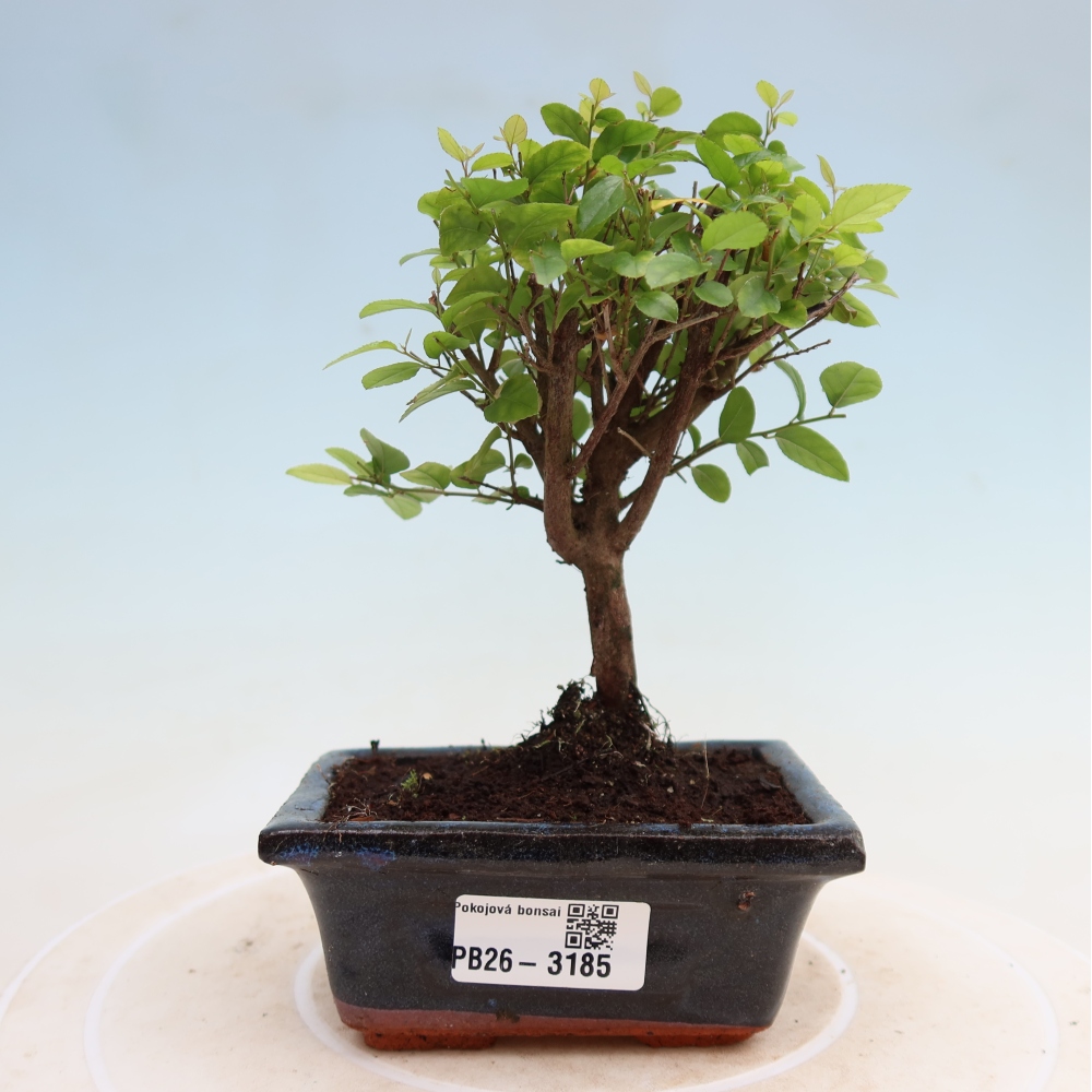 Bonsaï de chambre - Sageretia thea - Sageretia thea