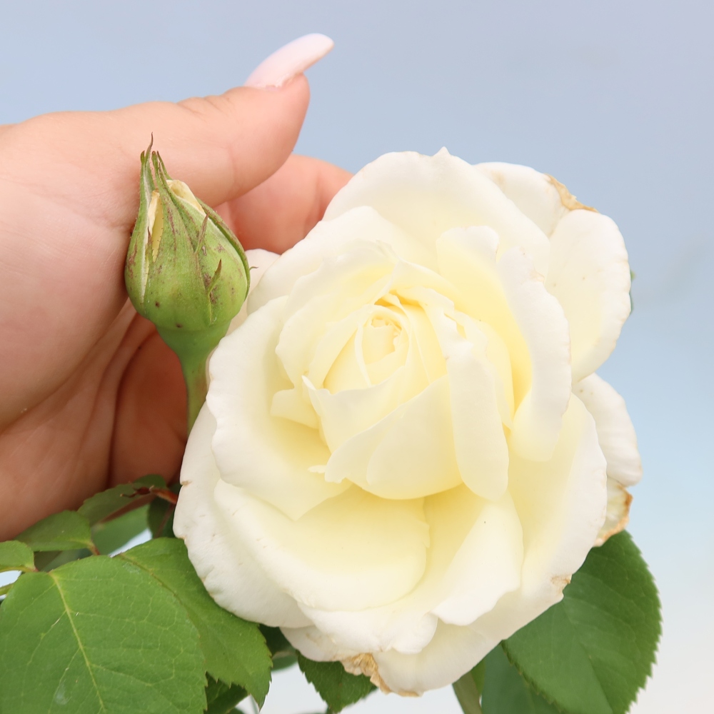Bonsaï d'extérieur - Rosa Kordes - rose