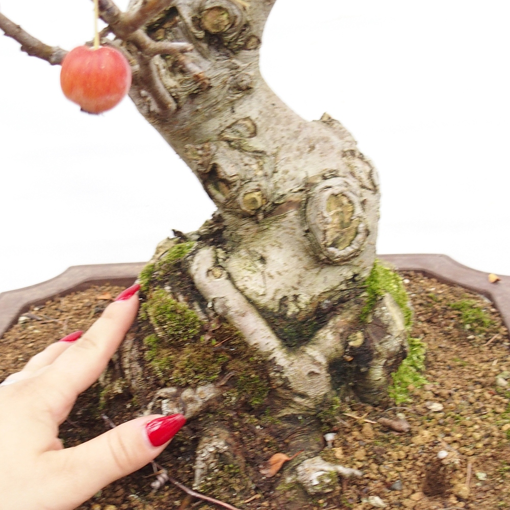 Bonsaï d'extérieur -Malus halliana - Pommier à petits fruits