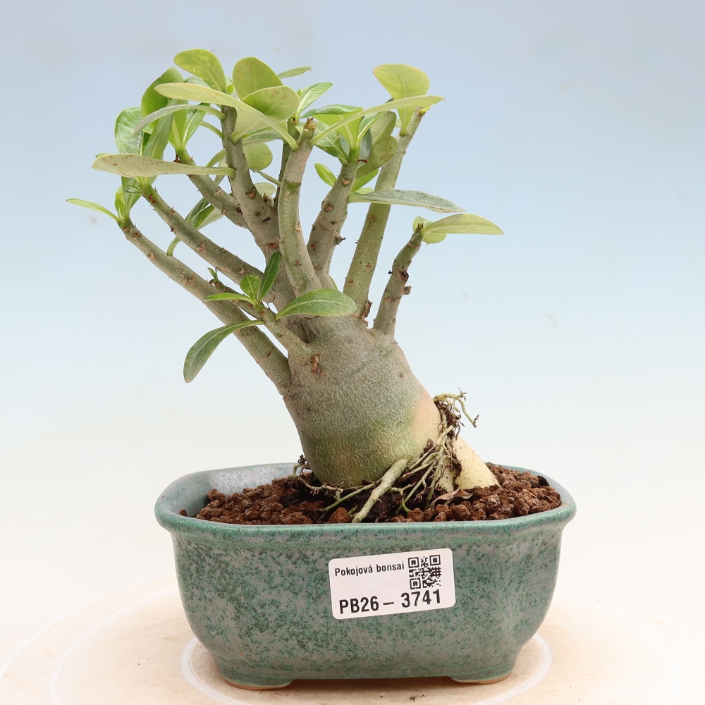 Bonsaï d'intérieur - Adenium obesum Red Star - Rose du désert