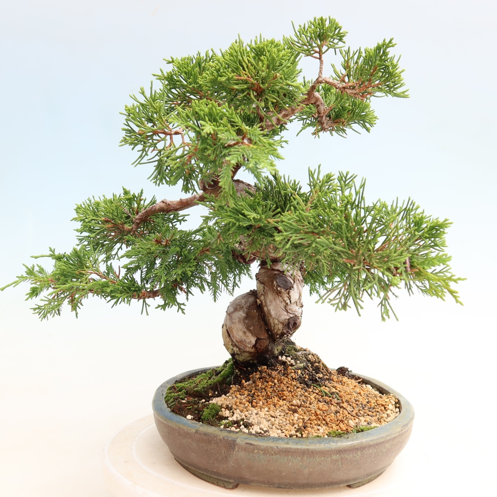 Bonsaï d'extérieur - Juniperus chinensis Itoigawa-Juniperus chinensis