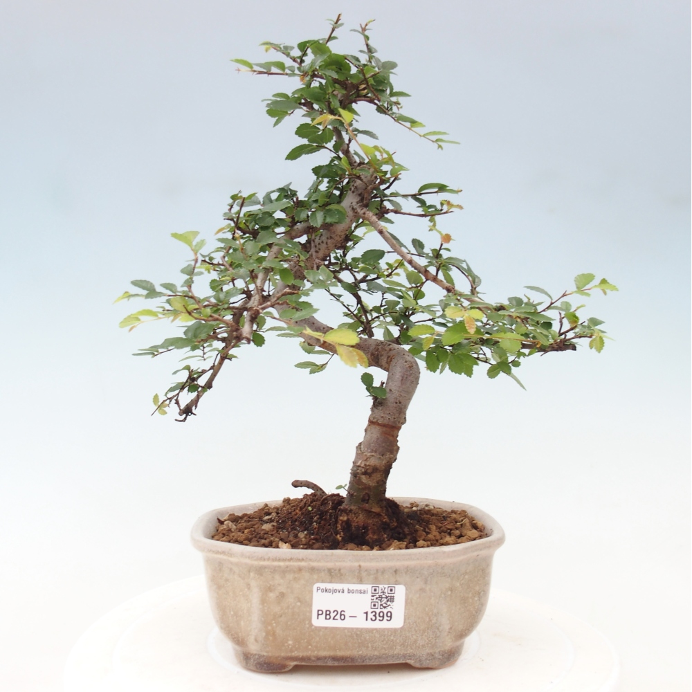 Bonsaï de chambre - Ulmus parvifolia - Orme à petites feuilles