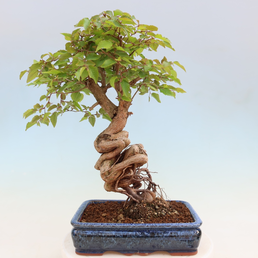 Bonsaï d'extérieur -Carpinus Coreana - Charme de Corée