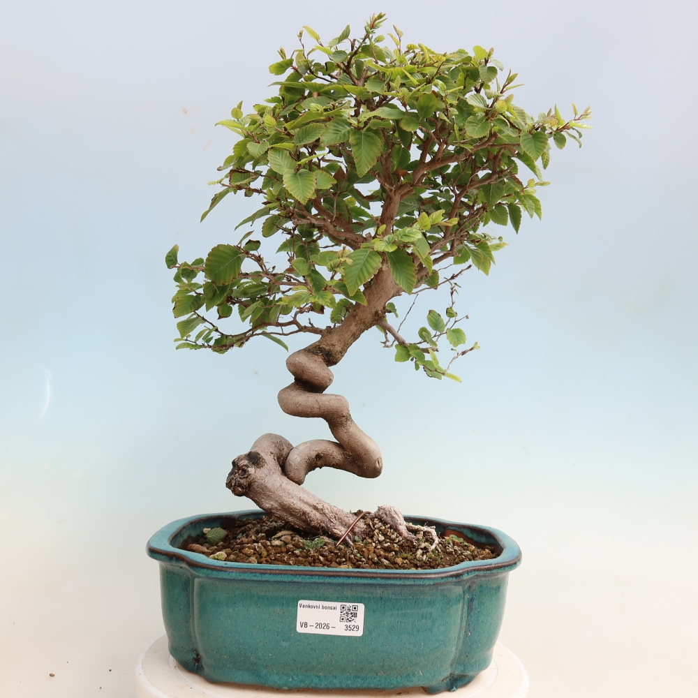 Bonsaï d'extérieur -Carpinus CARPINOIDES - Charme de Corée