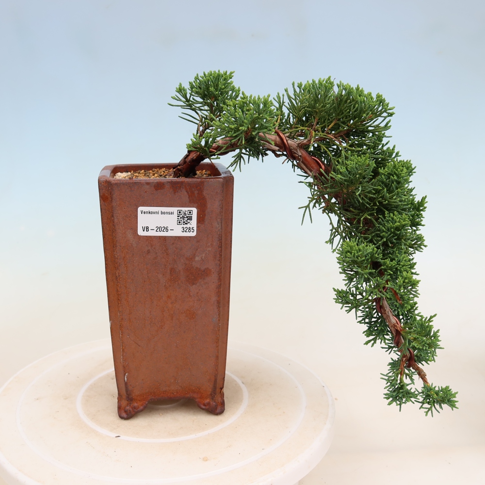 Bonsaï d'extérieur - Juniperus chinensis Kishu