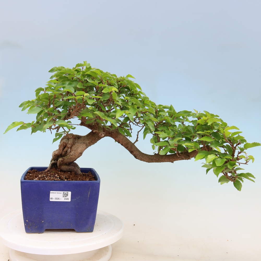 Bonsaï d'extérieur -Carpinus Coreana - Charme de Corée