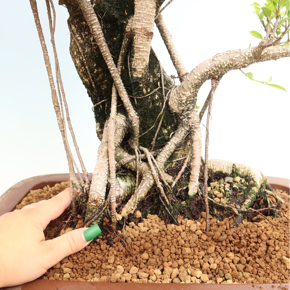 Salle bonsaï - Ficus kimmen - ficus à petites feuilles