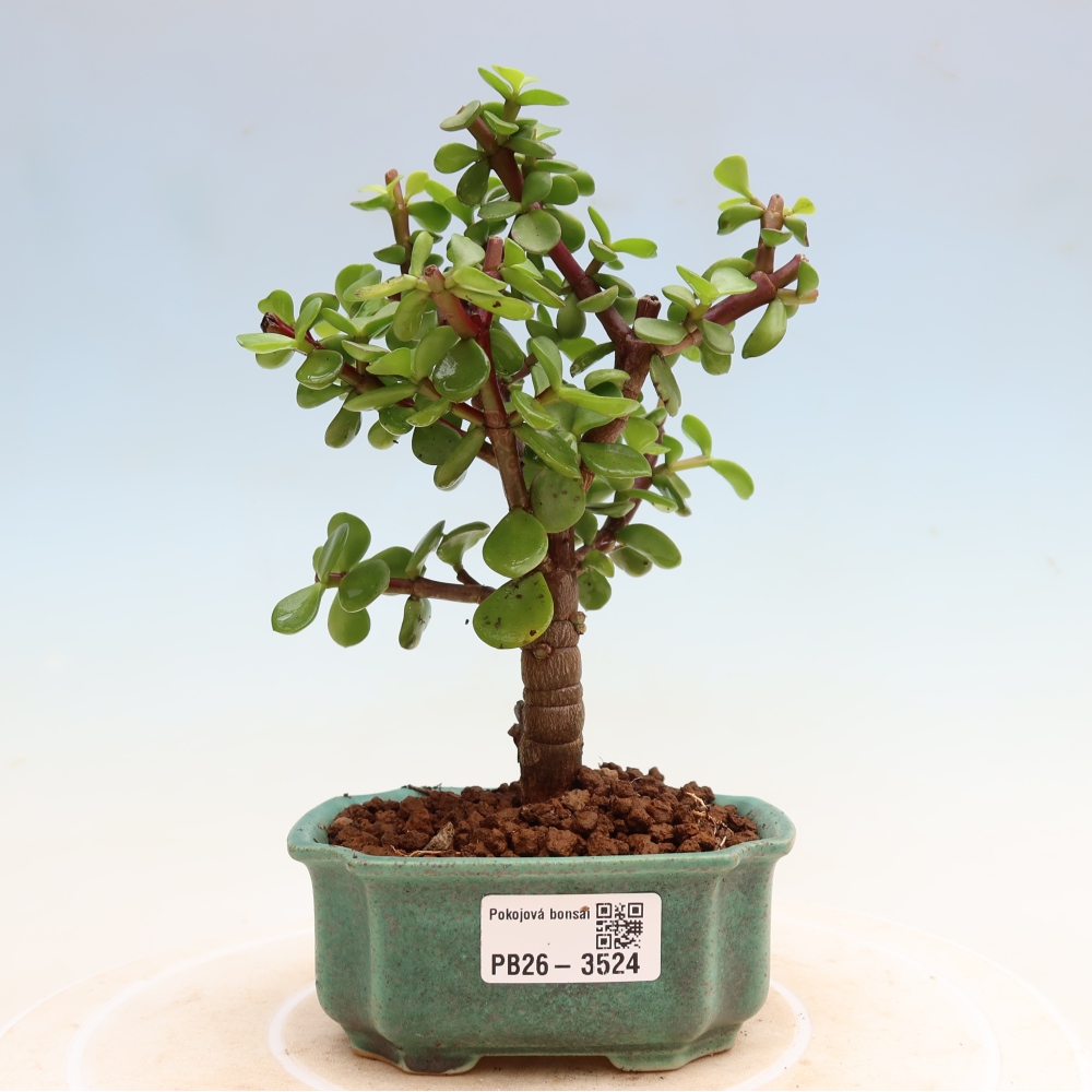 Bonsaï de chambre - Portulakaria Afra - Tlustice