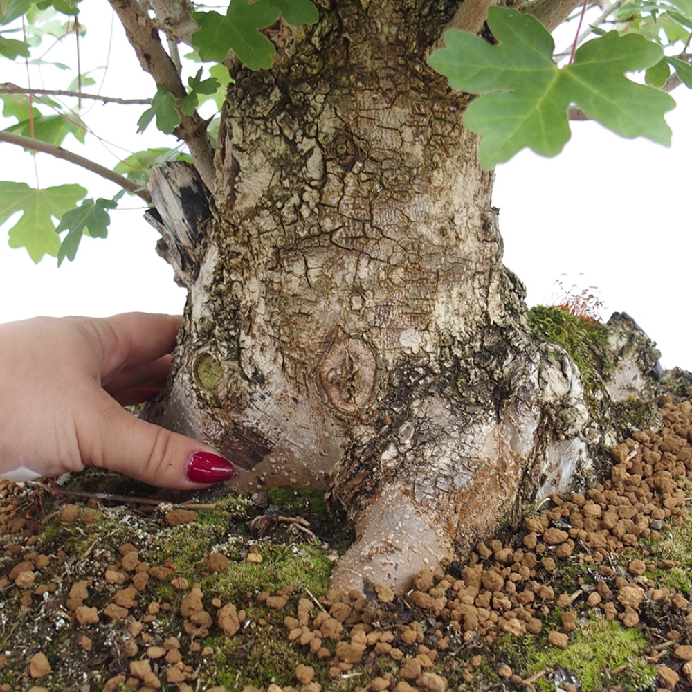 Bonsaï d'extérieur -Javor babyka - Acer campestre