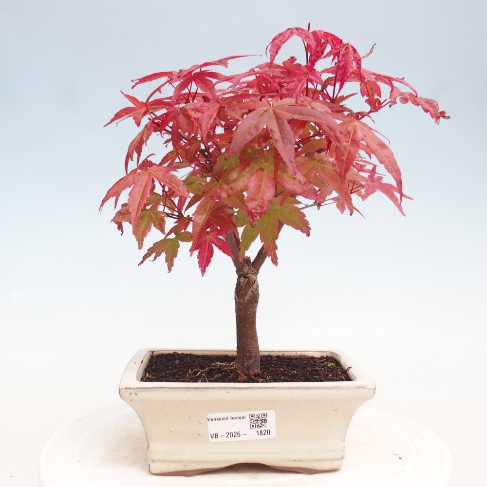 Bonsaï d'extérieur - Acer palmatum DESHOJO